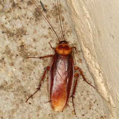 Periplaneta americana * American Cockroach