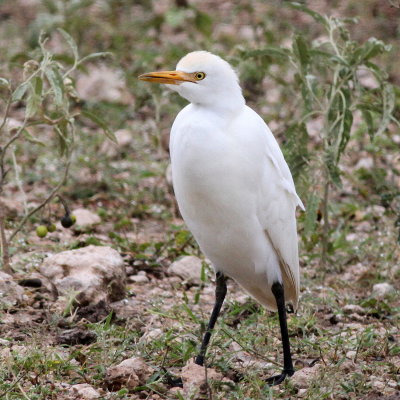 Cattle Egret