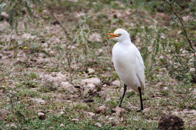 Cattle Egret 