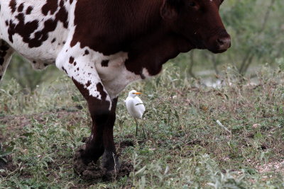 Cattle Egret