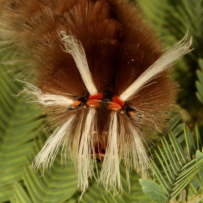 Hodges#8205.1 : Schaus' Tussock Moth