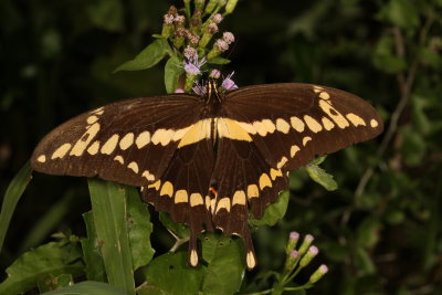 Giant Swallowtail