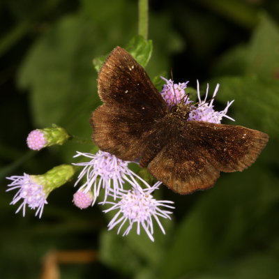 Mazans Scallopwing ♂