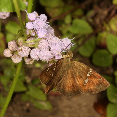 Potrillo Skipper