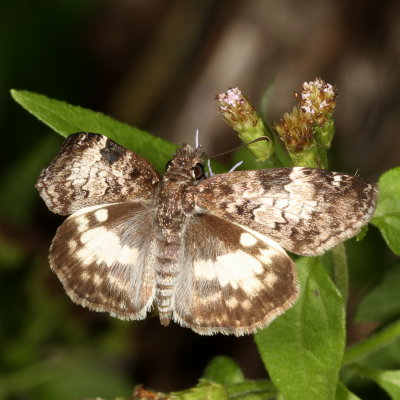 White-patched Skipper