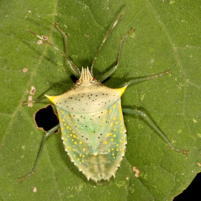 Arvelius albopunctatus * Tomato Stink Bug