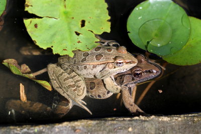 Rio Grande Leopard Frog
