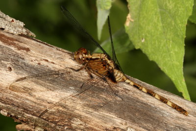 Pin-tailed Pondhawk ♀