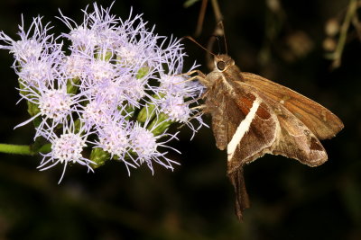 White-striped Longtail