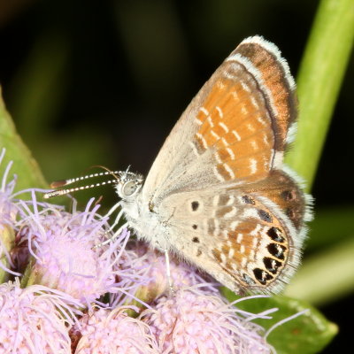 Western Pygmy-Blue
