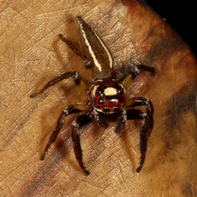 Colonus sylvanus