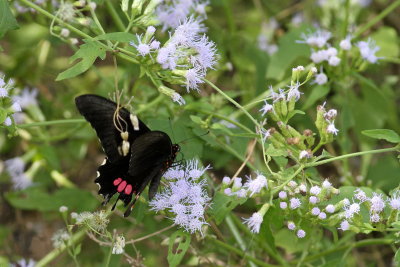 Ruby-spotted Swallowtail