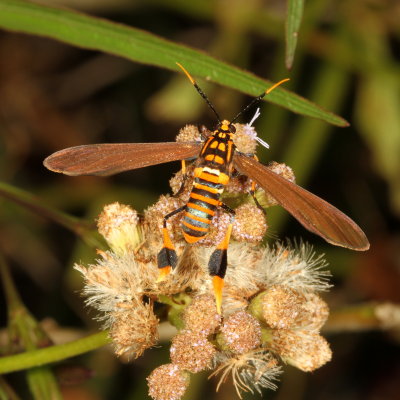Hodges#8287 * Texas Wasp Moth * Horama panthalon 