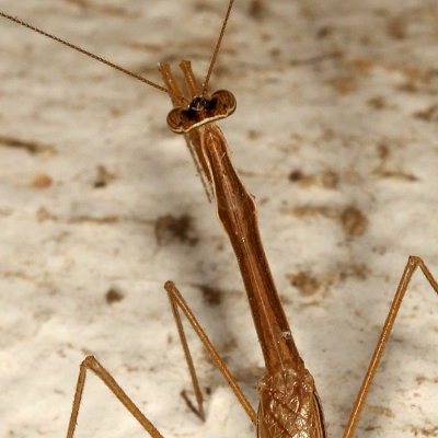 Bactromantis mexicana * Slim Mexican Mantis