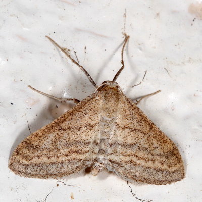 Hodges#7097 * Straight-lined Wave Moth * Lobocleta plemyraria