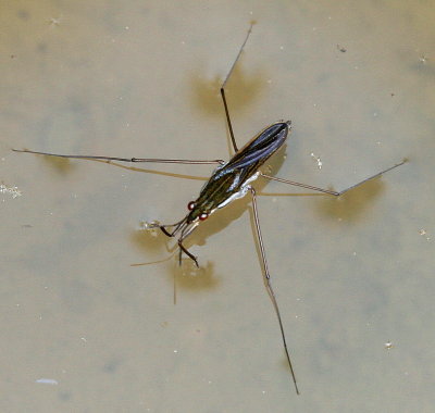 Genus Gerris