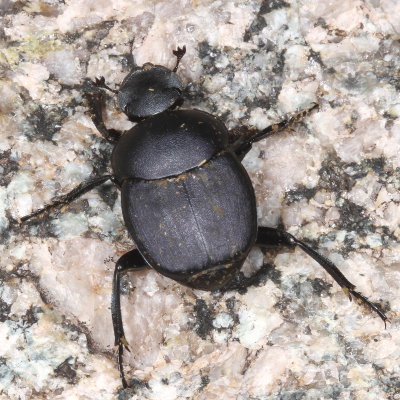 Scarabaeinae : Dung Beetles