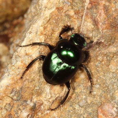 Canthon indigaceus
