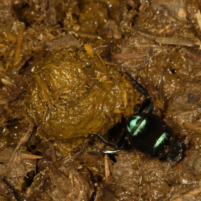 Canthon indigaceus