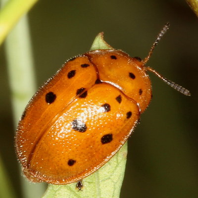 Chelymorpha phytophagica