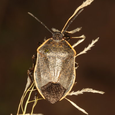 Apateticus marginiventris