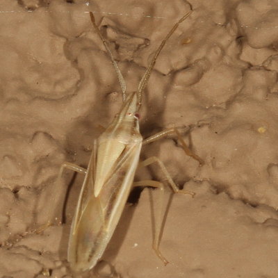 Genus Mecidea * Narrow Stink Bug