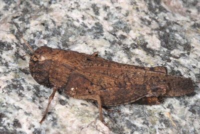 Arphia pseudonietana  * Red-winged Grasshopper  ♀
