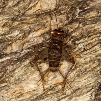 Tropical House Cricket * Gryllodes sigillatus ♂