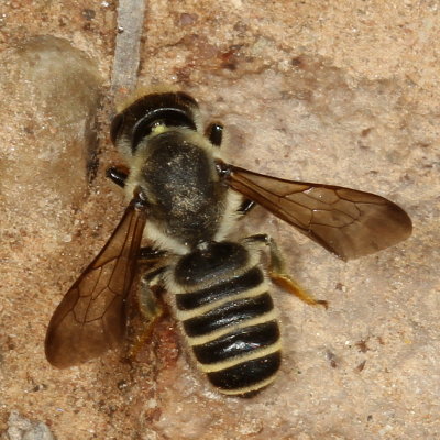 Megachile inimica sayi