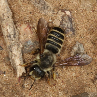 Megachile inimica sayi