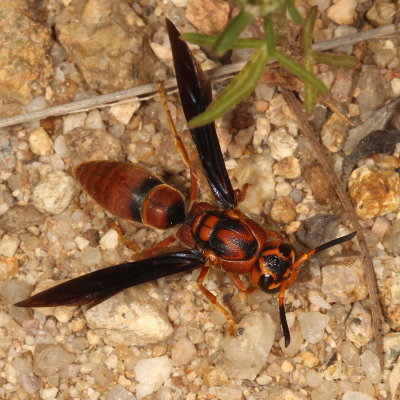 Monobia texana