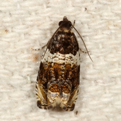 Hodges#2823 * Banded Olethreutes Moth * Olethreutes fasciatana
