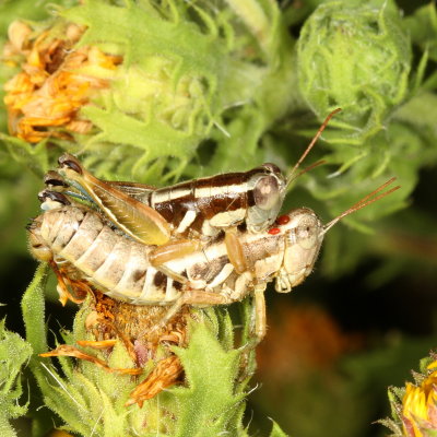 Genus Paraidemona  ♂ &  ♀