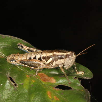 Genus Paraidemona ♀