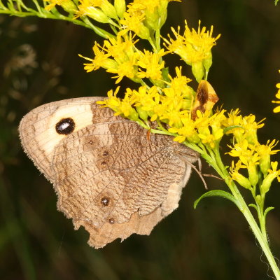 Jagged Ambush Bug & Common Wood Nymph