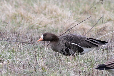 Greater White-fronted Goose