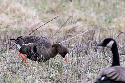 Greater White-fronted Goose