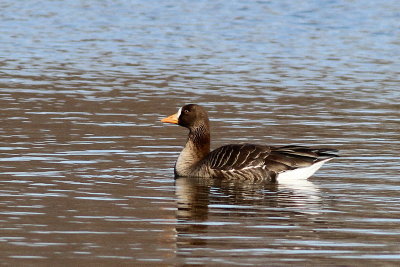 Greater White-fronted Goose