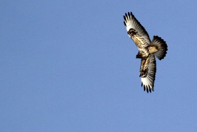 Rough-legged Hawk