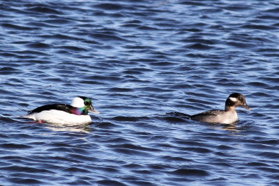 Bufflehead ♂ & ♀