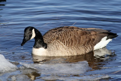 Canada Goose