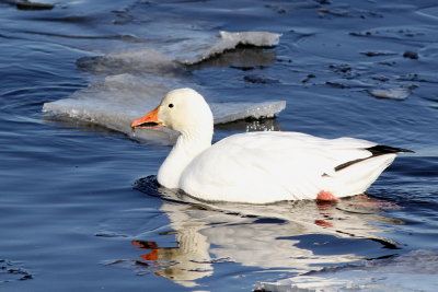 Snow Goose