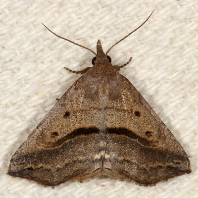 Hodges#8491 * Lost Owlet * Ledaea perditalis