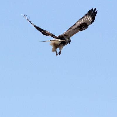 Rough-legged Hawk