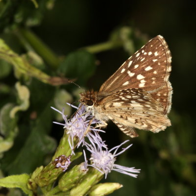 White Checkered-Skipper