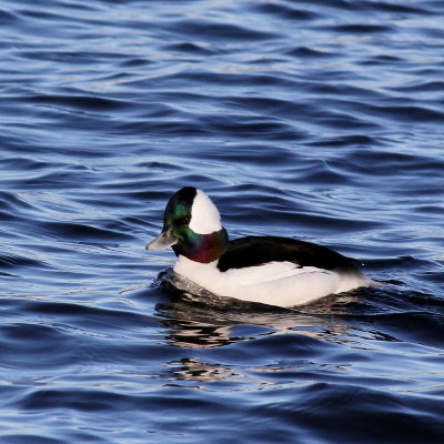 Bufflehead ♂