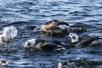 Long-tailed Duck ♂