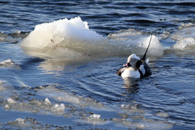 Long-tailed Duck ♂