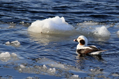 Long-tailed Duck ♂