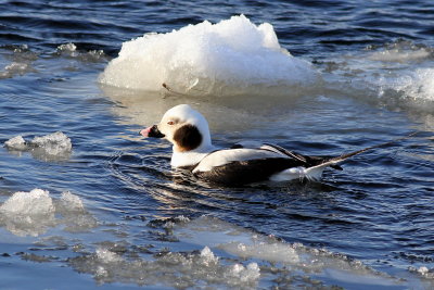 Long-tailed Duck ♂